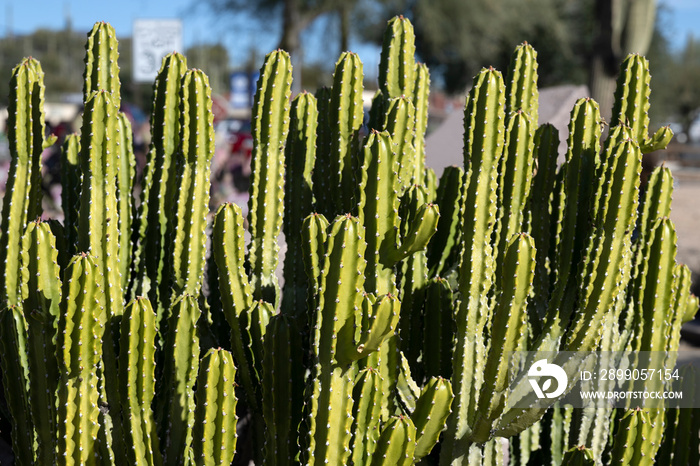 A beautiful green cactus in an Arizona city street