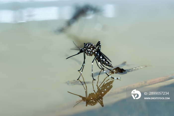 Macro of a Mosquito on water