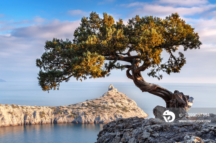 gren juniper on the rock