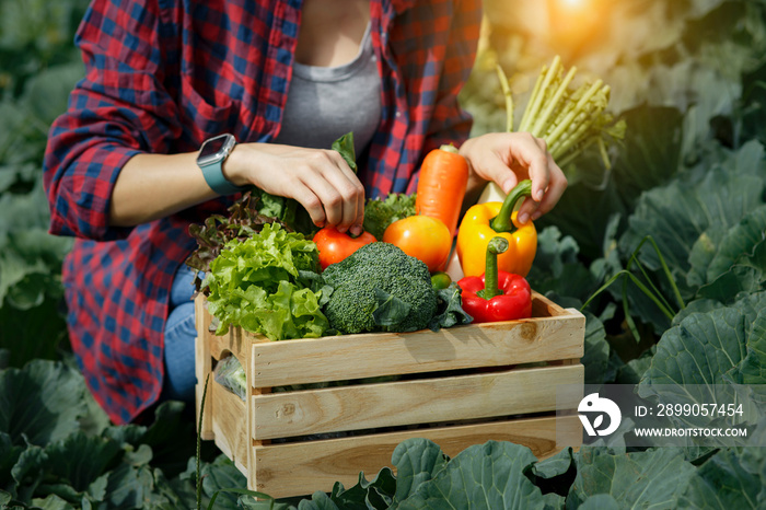 Organic farmer in a vegetable field holding a wooden box of beautiful freshly picked vegetables, Organic vegetables and healthy lifestyle concept.