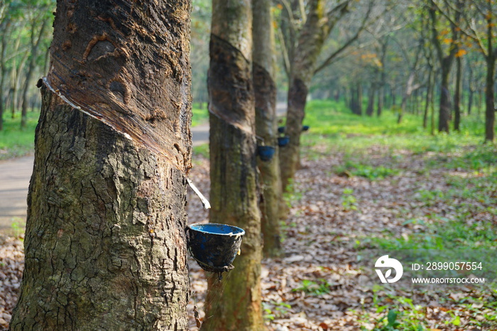 Rubber Latex extracted from rubber tree , (Hevea Brasiliensis) as a source of natural rubber. Rubber plantation for latex industry.