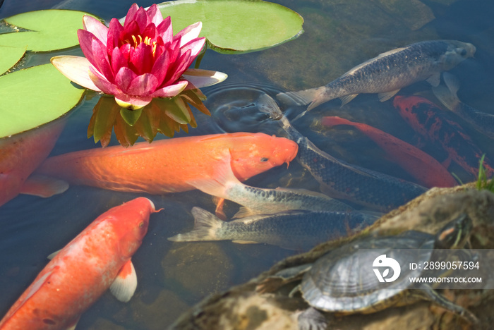 image of fish, turtle and lotus in the water