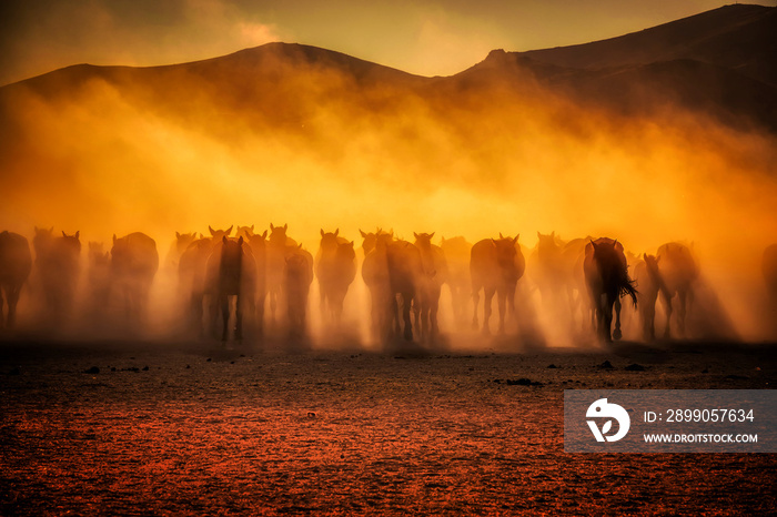 Wild horses living in nature