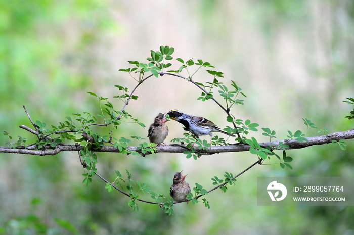 Yellow-throated bunting bird, Yellow Hammer, Emberiza elegans