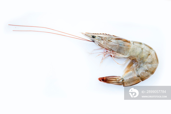 Fresh vannamei shrimp prawns seafood  on white background