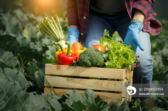 Organic farmer in a vegetable field holding a wooden box of beautiful freshly picked vegetables, Organic vegetables and healthy lifestyle concept.