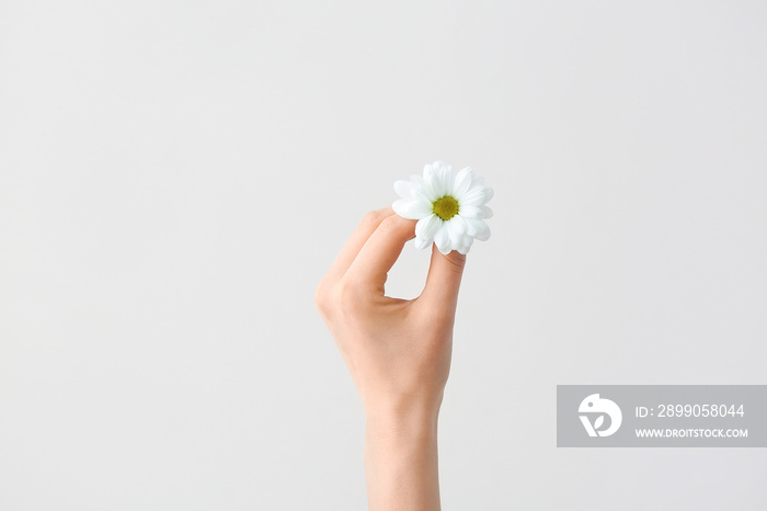 Female hand with spring flower on grey background