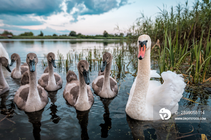 beautiful swan family