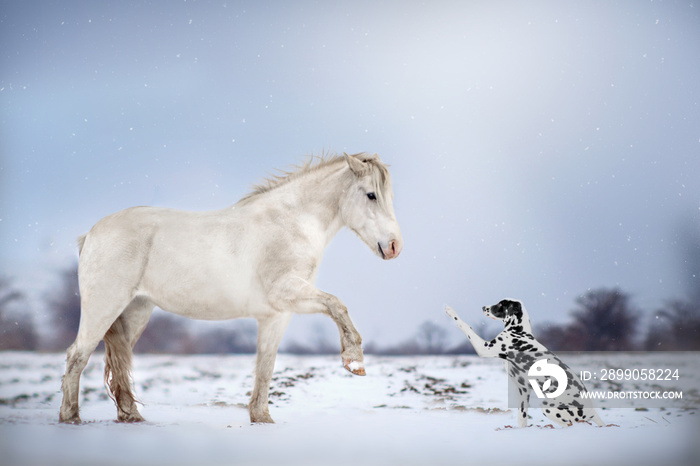 Dalmatian dog and white horse best friends beautiful winter portrait magic look