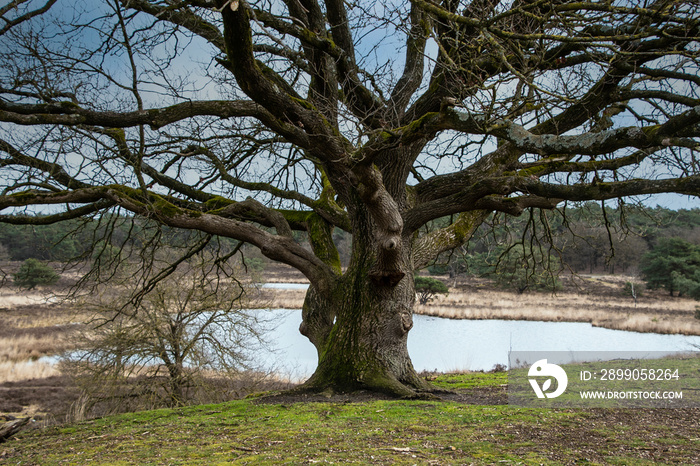 Lonely old tree among the autumn grass. Old maple tree at the river.