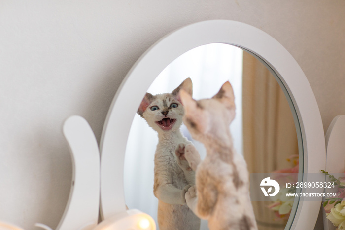 White cat breed Devon Rex looks at himself in the mirror and says meow