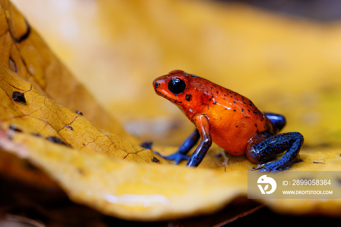 Blue-jeans Frog or Strawberry Poison-dart Frog (Dendrobates pumilio) sitting on the ground of the rainforest in Sarapiqui in Costa Rica