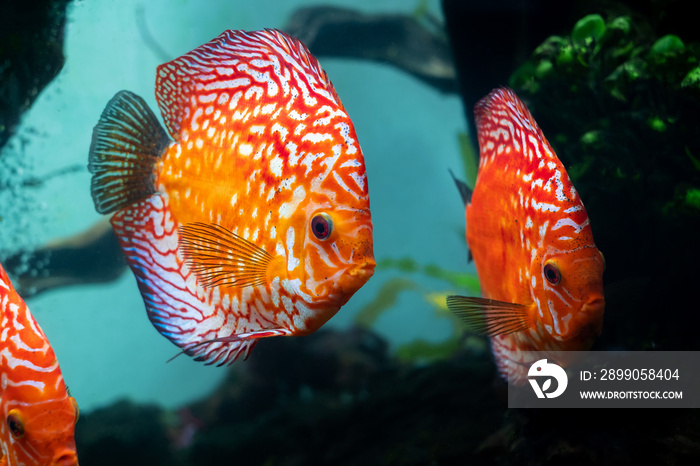 colorful discus (pompadour fish) are swimming in fish tank. Symphysodon aequifasciatus is American cichlids native to the Amazon river, South America,popular as freshwater aquarium fish.