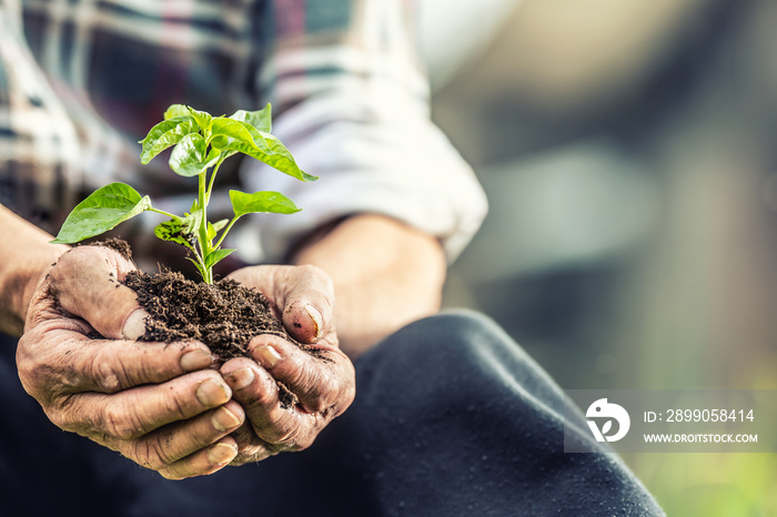 Close up of old man holding seedling with soil in both of his hands