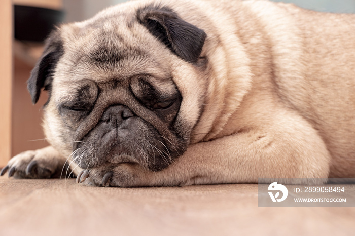 pug sleeping on the kitchen floor