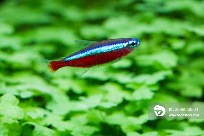 cardinal tetra fish (Paracheirodon axelrodi)