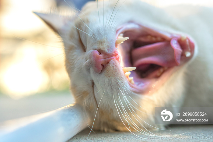 The image of the cat’s mouth