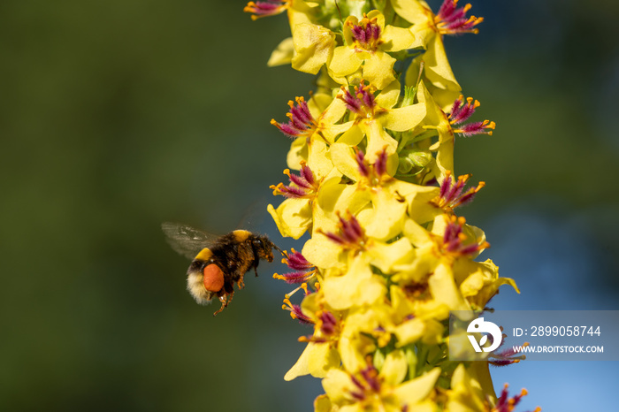 a dark mullein, verbascum nigrum,  in summer with beautiful yellow blossoms on a sunny day