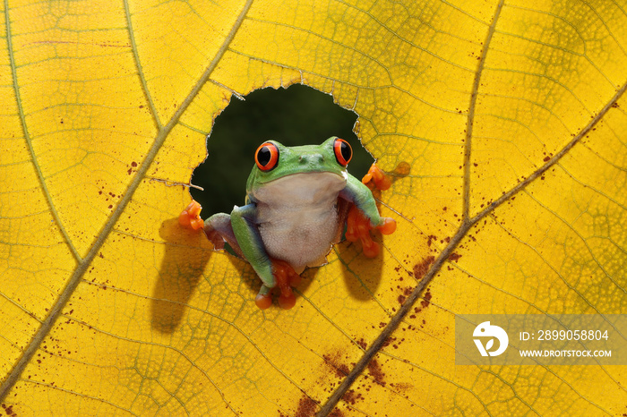 Red-eyed Tree Frog (Agalychnis callidryas) on dry yellow  leaf.