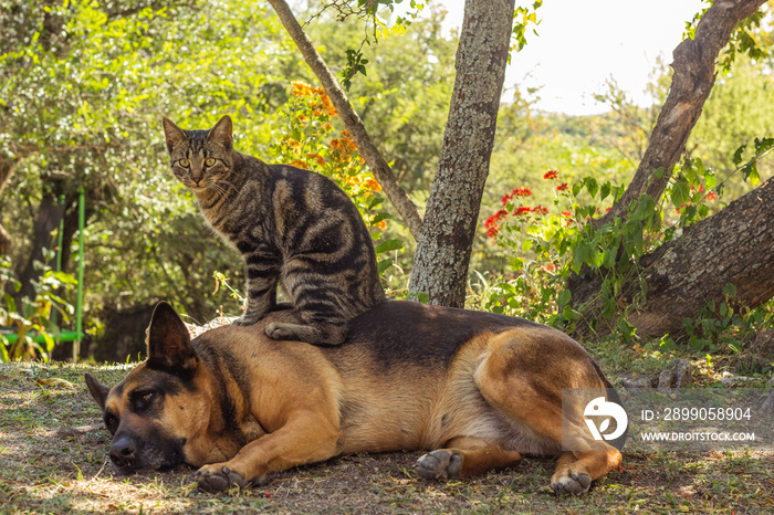 cat and german shepherd dog playing in the park