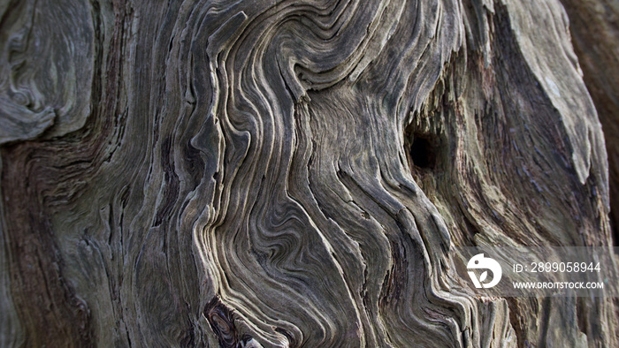 Full frame background showing beautiful grain swirls on tree trunk