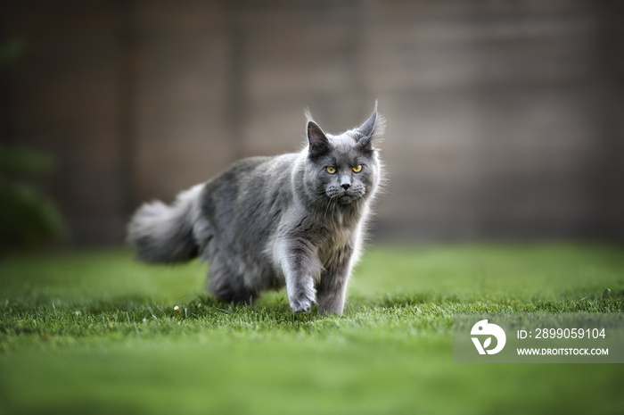 young maine coon cat walking on grass in summer