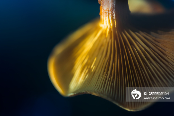 Close-up abstract plan of a beautiful reflection of a mushroom cap on a dark mirror surface on an autumn sunny morning, abstract mushroom autumn background. Soft blur focus, top view