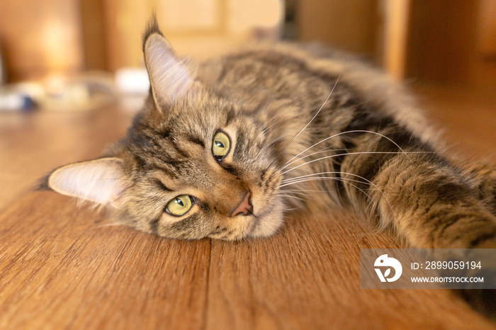 Maine coon cat with green eyes lies on a wooden floor