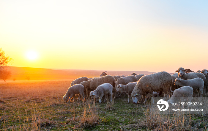 Flock of sheep at sunset in sprintime