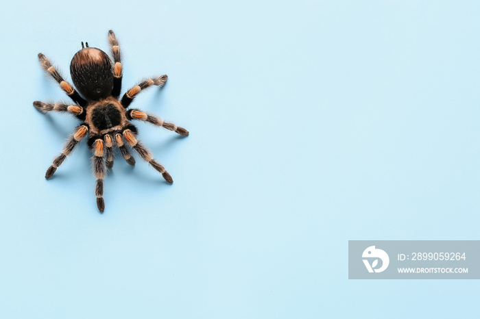 Scary tarantula spider on blue background