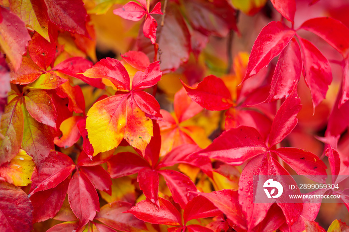 Red autumn leaves. Warm autumn background with red-orange leaves of wild grapes. Colors of autumn