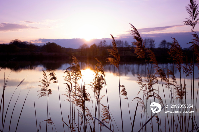 lake and reeds in the foreground at sunset