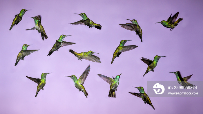 Hummingbirds in Flight - Collage of several Versicolored Emerald Hummingbird Isolated  from Background