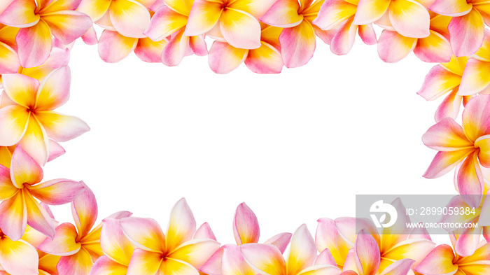 Picture frame of Plumeria flowers isolated on white background.