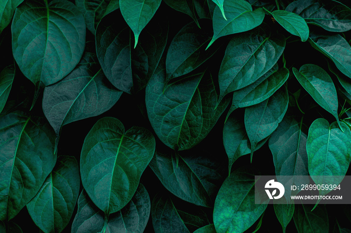 tropical leaves texture, abstract green leaves and dark tone process, nature pattern background