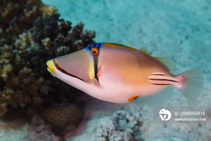 Picasso triggerfish (Rhinecanthus aculeatus) side view swimming