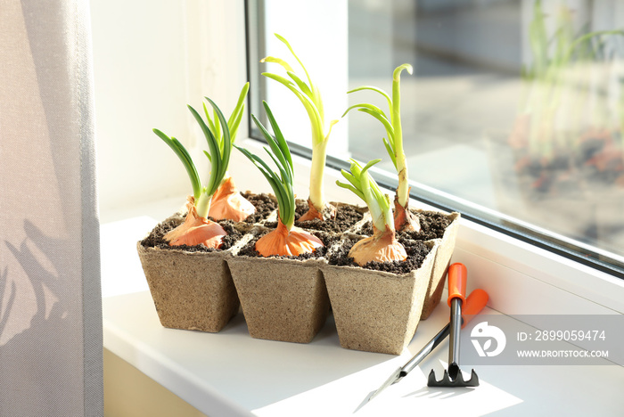 Seedling of plants in pots on window sill