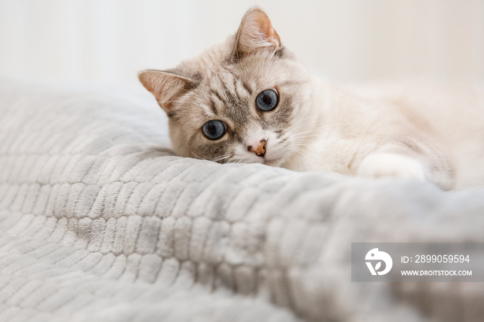 Tabby cat lying in a soft blanket