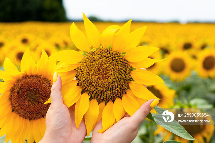 Woman’s hands holding sunflower on beautiful sunflower field. The concept of agriculture. Ukrainian nature. Selective focus