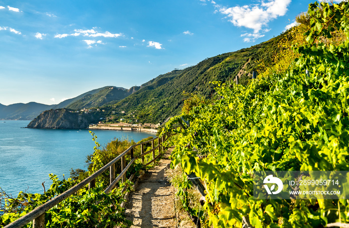 Pathway in vineyards at Manarola, Cinque Terre. UNESCO world heritage in Italy