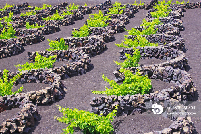 Wine growing area on volcanic ash dry ground with semicircular natural black stone walls irrigation watering system for protection near Uga, Lanzarote viticulture