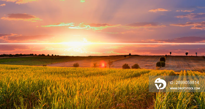 Sunrise over the corn field