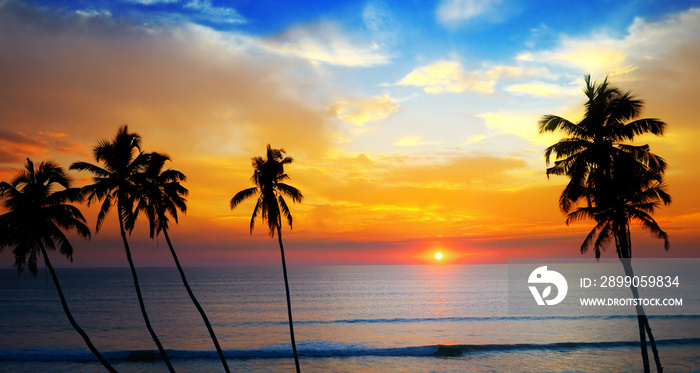 Delightful sunset over the ocean and silhouette of a coconut trees. Wide photo.