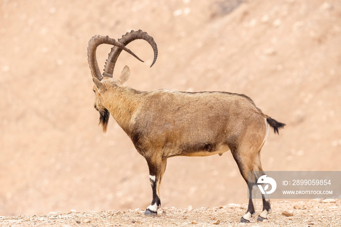 The Nubian ibex (Capra nubiana)  is a desert-dwelling goat species found in mountainous areas of Algeria, Egypt, Ethiopia, Eritrea, Israel, Jordan, Lebanon, Oman, Saudi Arabia, Sudan, and Yemen