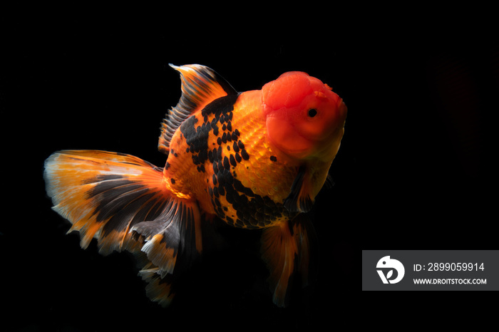 Many type of goldfish Ranchu , Ryukin , Oranda , Telescopes goldfish . Very cute and beautiful of natural art. Only one moment capture of movement .