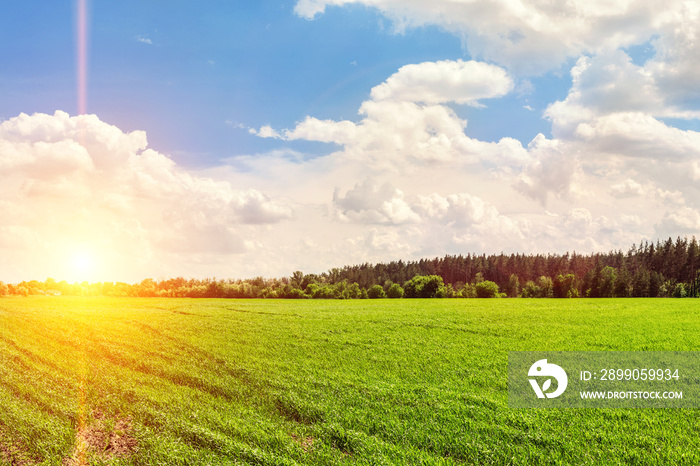 Landscape Agricultural field background with green young plants growing on bright sunset evening. Forest belt line and blue cloudy sky on background