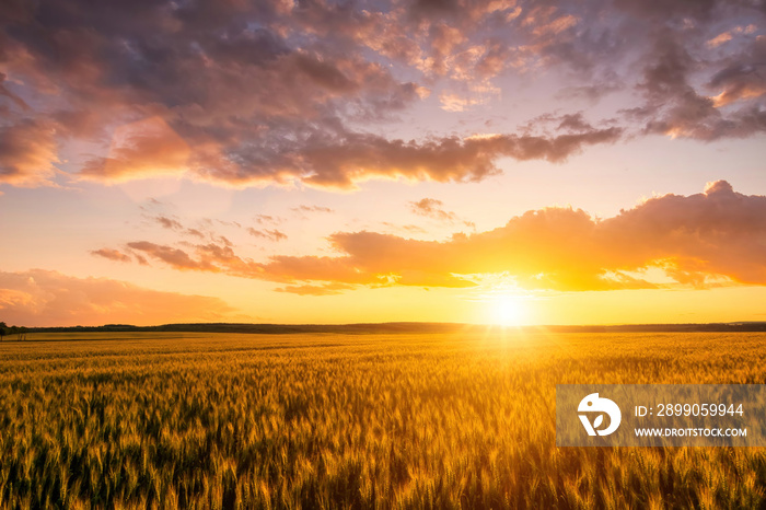 Sunset or sunrise on a rye field with golden ears and a cloudy sky.