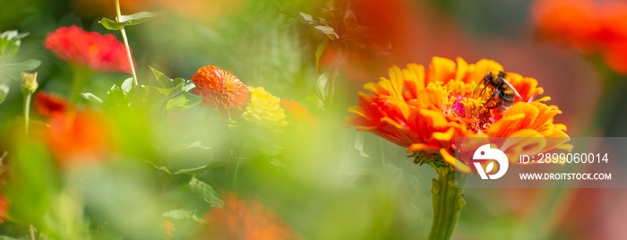 Zinnia elegans in the garden - close up