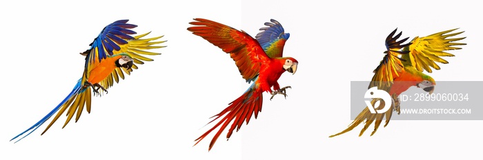 Set of macaw parrot isolated on white background