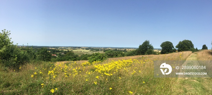 landscape with a meadow and trees